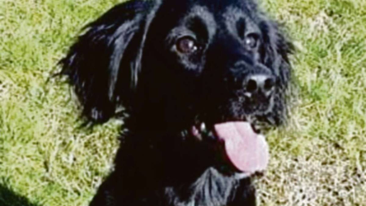 Due cani e un gatto cercano famiglia