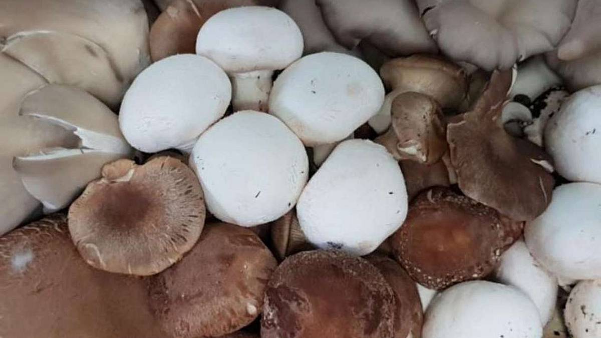 Raccogliere funghi in zona rossa è possibile? Come?