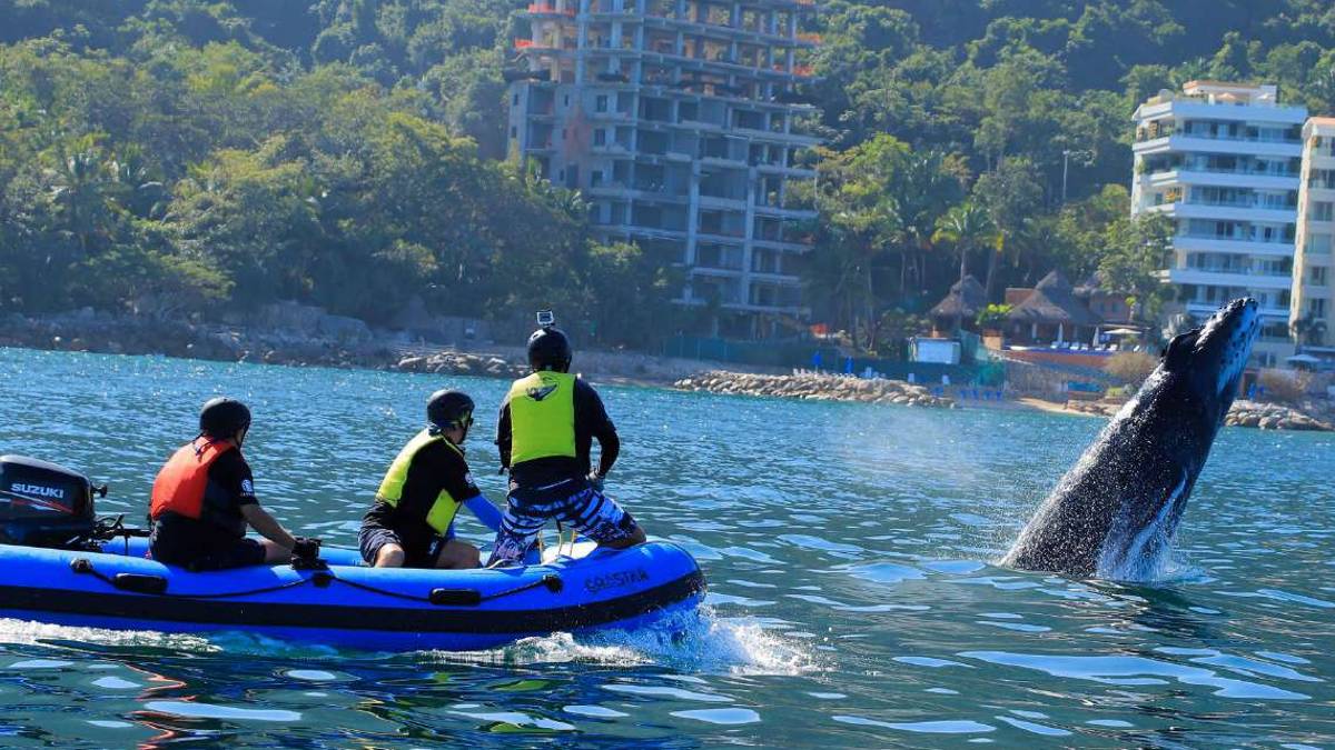 Riccionese salva una balena di 16 metri e il suo cucciolo di due mesi