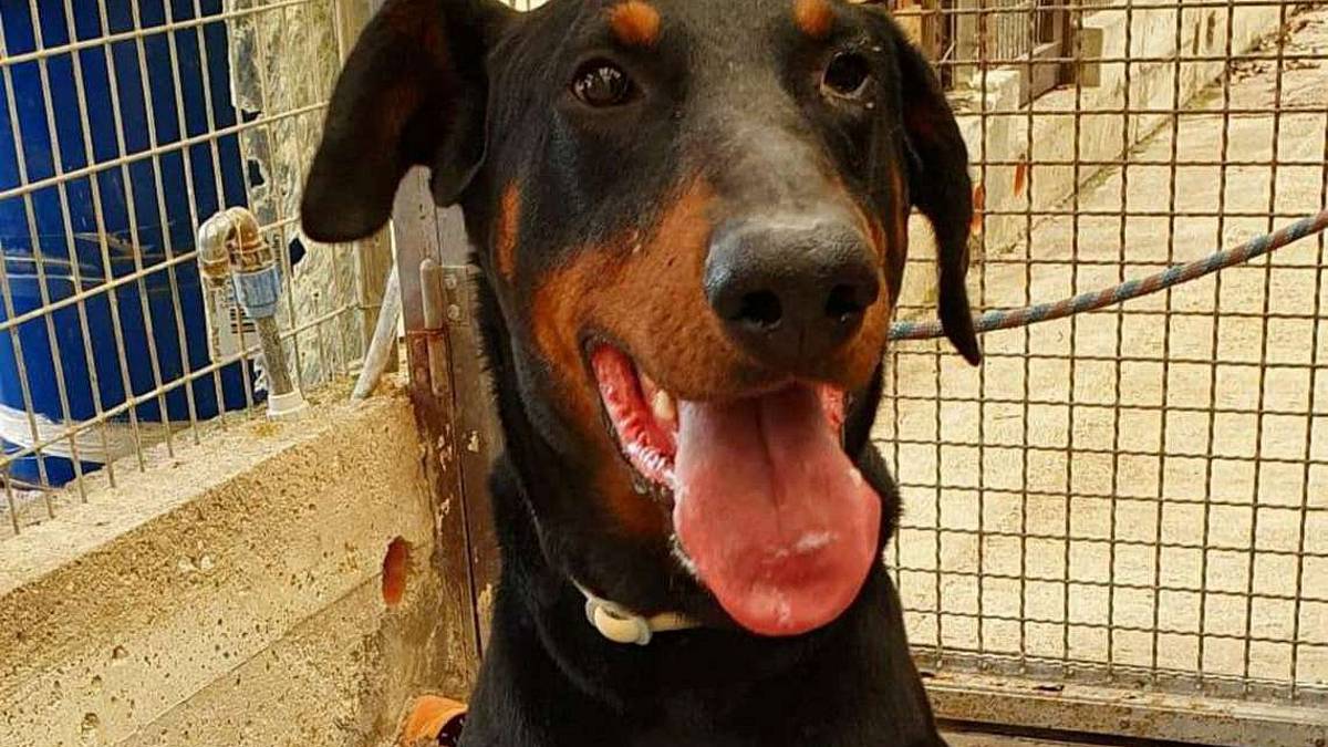 Dobermann di 4 anni vuole sentirsi in famiglia