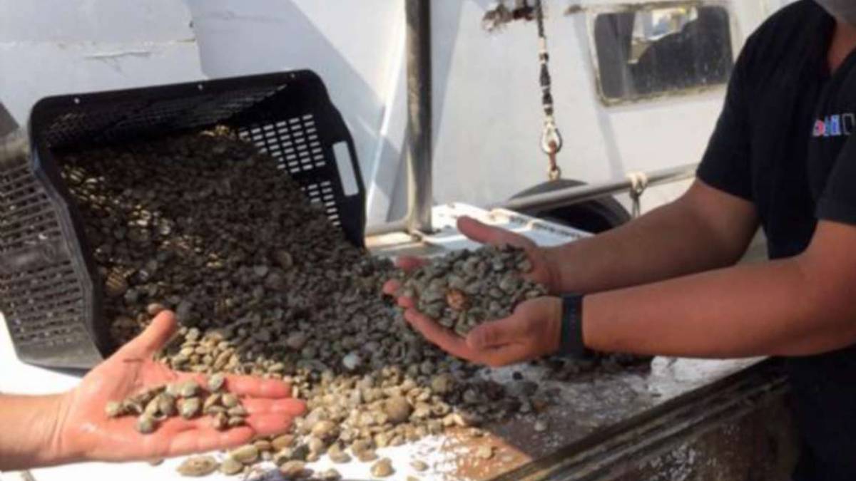 Cesenatico, crisi nera per le vongole: spunta stato di agitazione