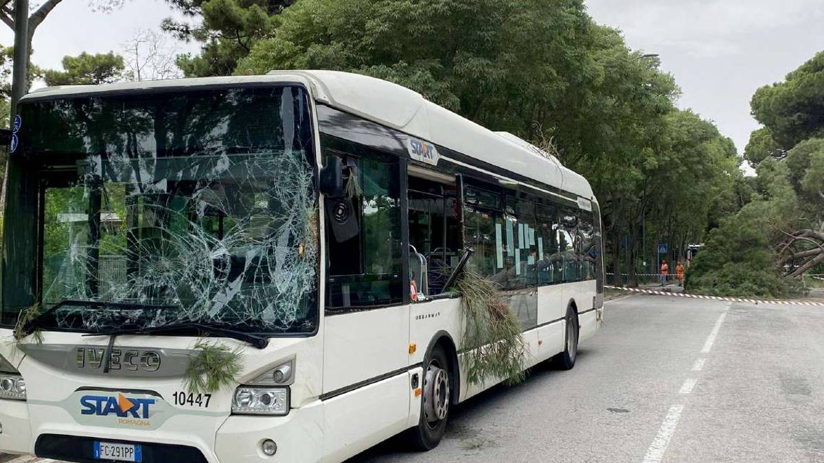 Ravenna, pino su bus: forse il crollo dovuto alla siccità