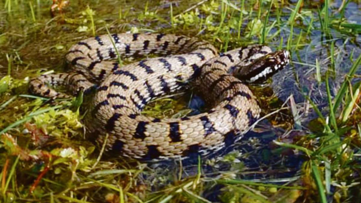 Novafeltria, morso da una vipera, muore dopo 10 giorni
