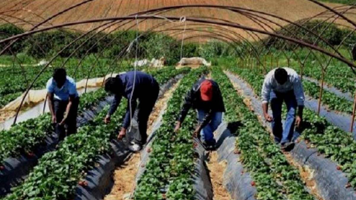 Cesena: Serve subito un 20% in più di braccianti stranieri