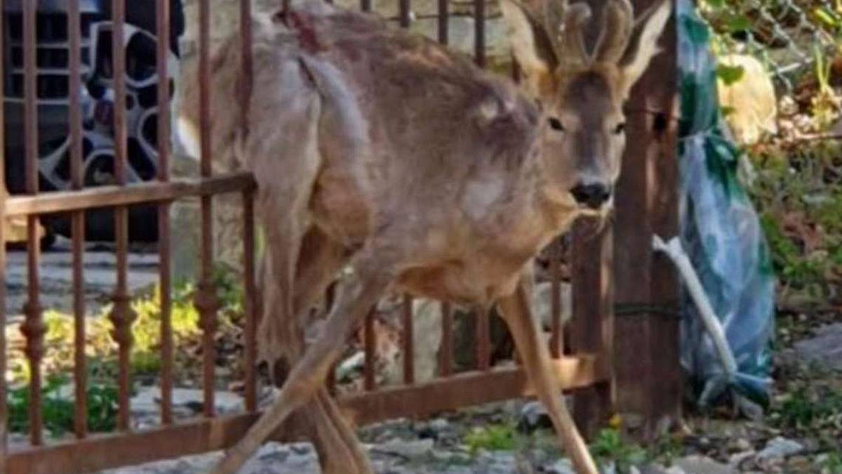 Morto il piccolo capriolo incastrato nelle sbarre del cancello