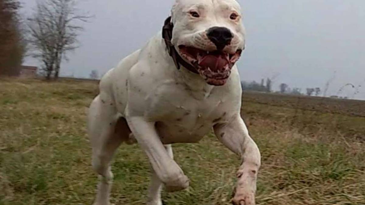 Brisighella, azzannata dal dogo: il cane va in centro di recupero