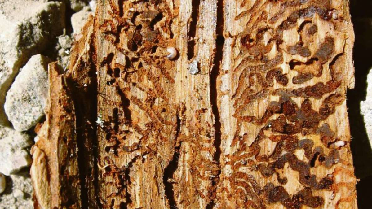 Insetto divora cento abeti al Fumaiolo: ordinanza anti-pericoli