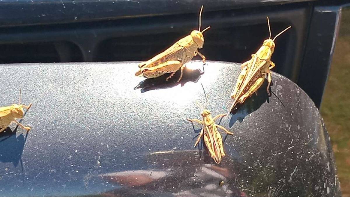 Faenza, invasione di cavallette in collina. Campi devastati