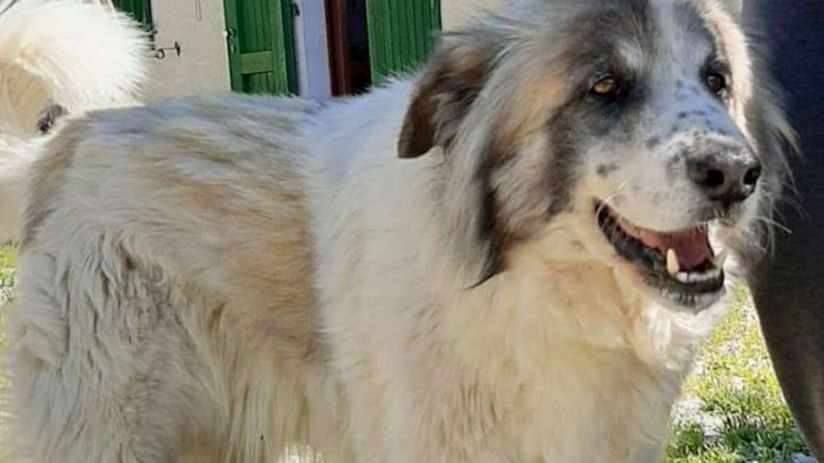 Aaa, coccole cercansi per Teddy e Rambo