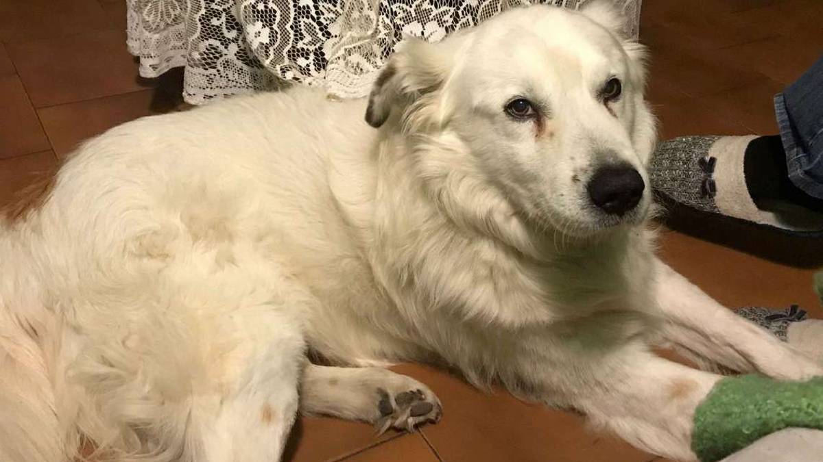 Jago, undici anni ha trovato casa