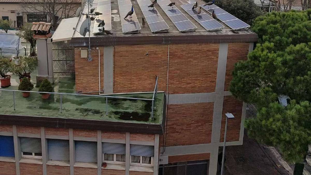 Ravenna, pavoni di Punta Marina: dietrofront dell'allevatore dopo le proteste
