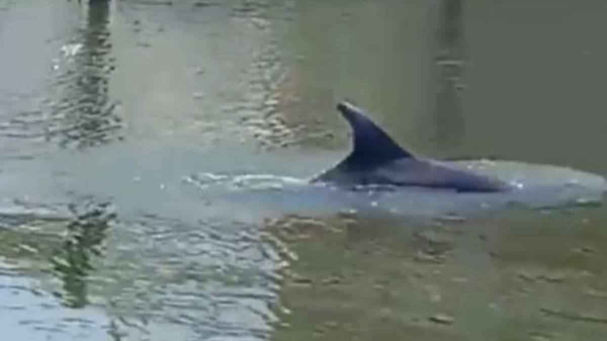 Cattolica, nella darsena spunta un delfino