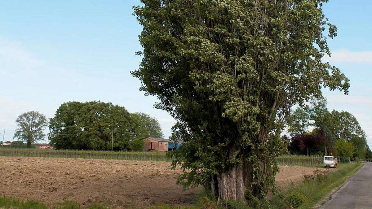 Forlì, appello per il pioppo secolare