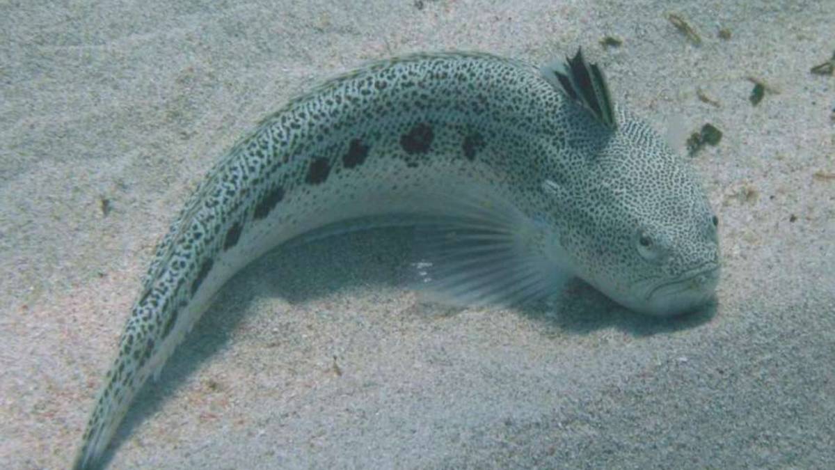 Cesenatico, ritorno del pesce ragno e delle sue punture dolorose