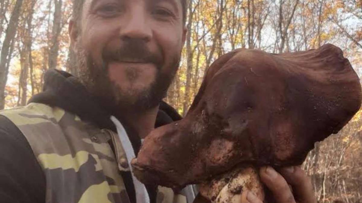 Fungo porcino da 1,2 chili: la scoperta a Campigna