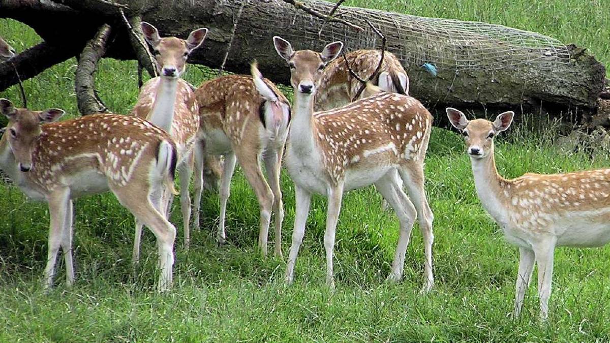 Ravenna, i daini saranno destinati alla macellazione
