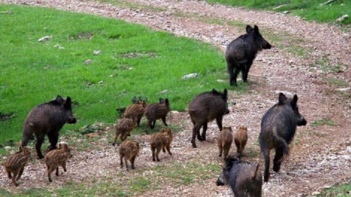 Brisighella, record di cinghiali sul passo della Carla