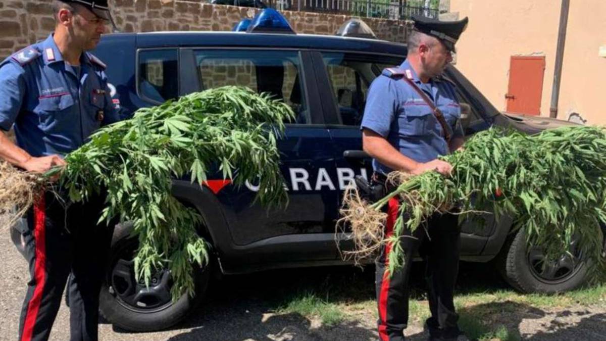 Castel del Rio, coltiva 300 piante di marijuana, arrestato 70enne