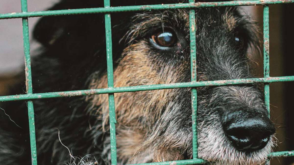 Se non avete tempo non adottate animali