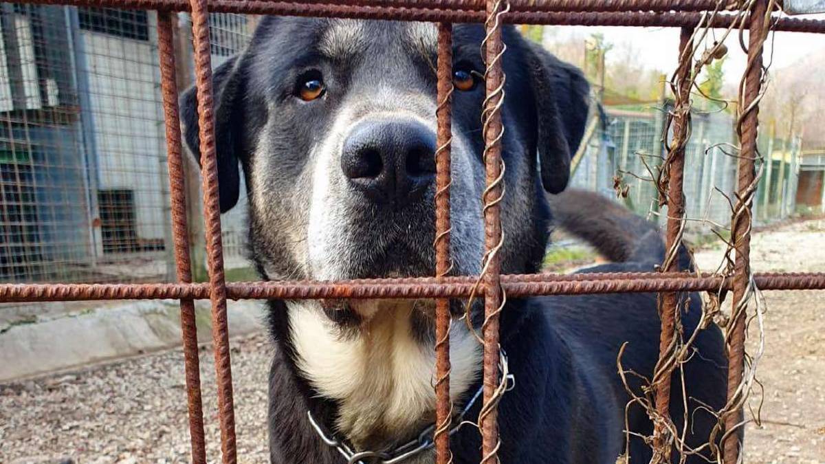 Due cani fantastici alla ricerca di amore