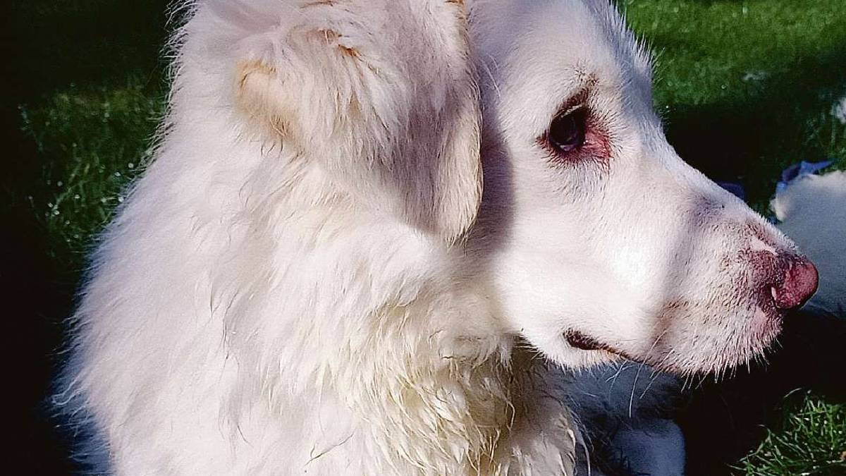 Ettore, il cucciolone che sogna una casa