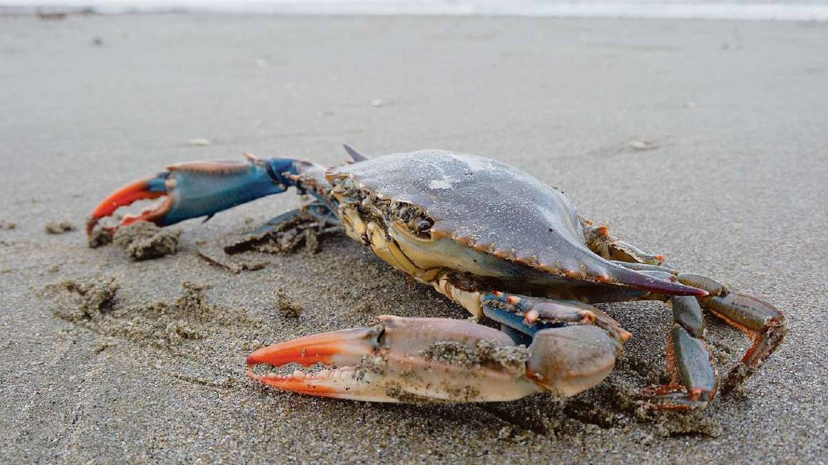 Granchio blu in Romagna: da flagello a business a tavola