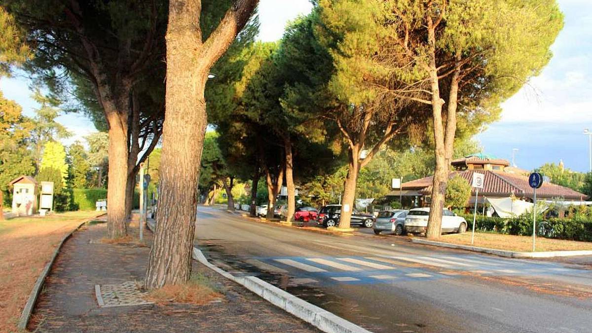 Savignano, 8 pini da abbattere per la pista ciclabile