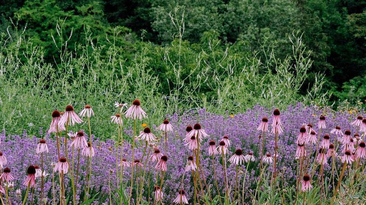 Pic-nic e scoperte botaniche al Giardino delle erbe di Casola