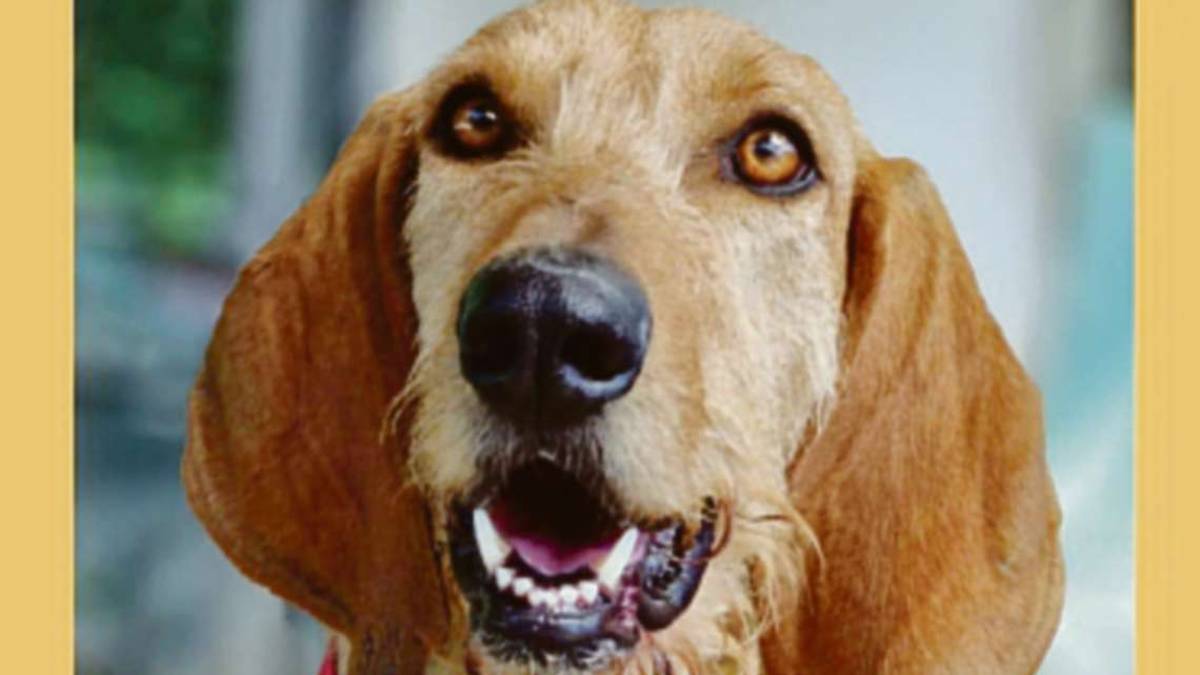 Elvis, splendido segugio adesso cerca una famiglia