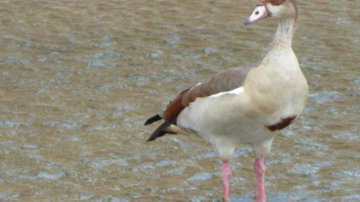 Nuova ospite sulle rive del Savio a Cesena