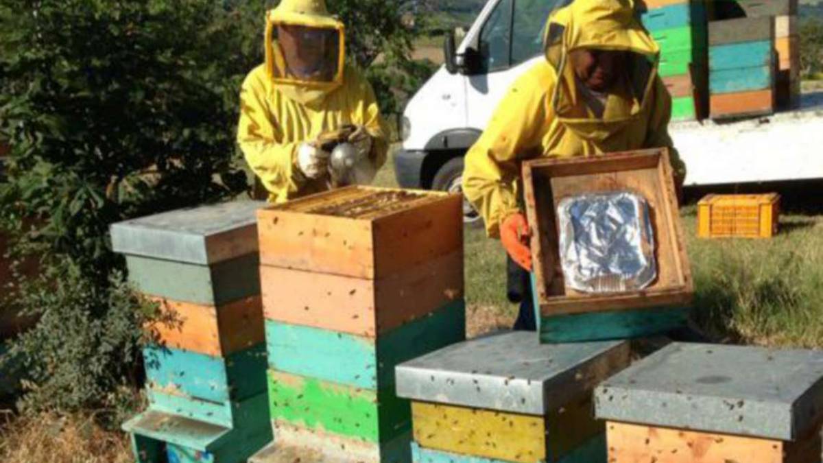 Forlì: Manca il nettare, nutriamo le api con gli integratori