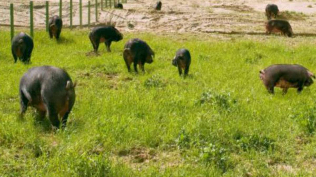 Peste cinghiali, gli allevatori ravennati tremano: Mora romagnola a rischio