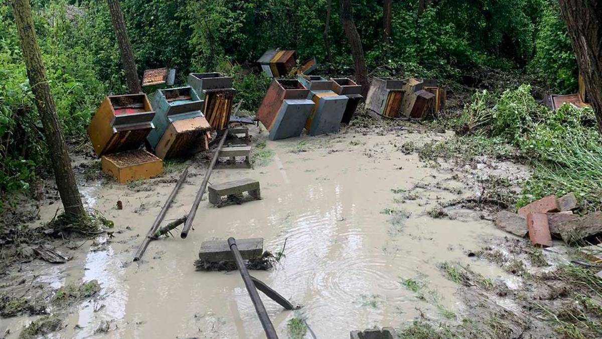 Apicoltori della Romagna in ginocchio: centinaia di arnie disperse