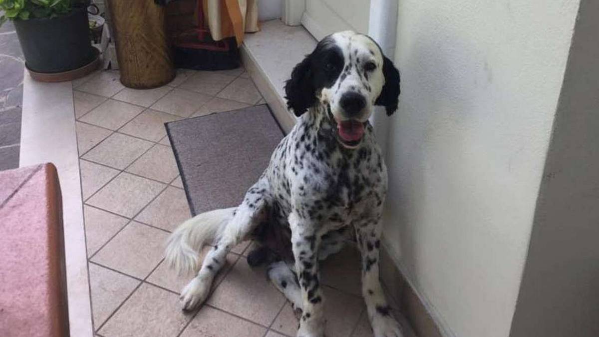 Polpette avvelenate, altro cane ucciso a San Giovanni