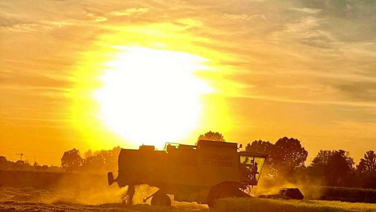 Grano, all'Emilia-Romagna il primato delle rese