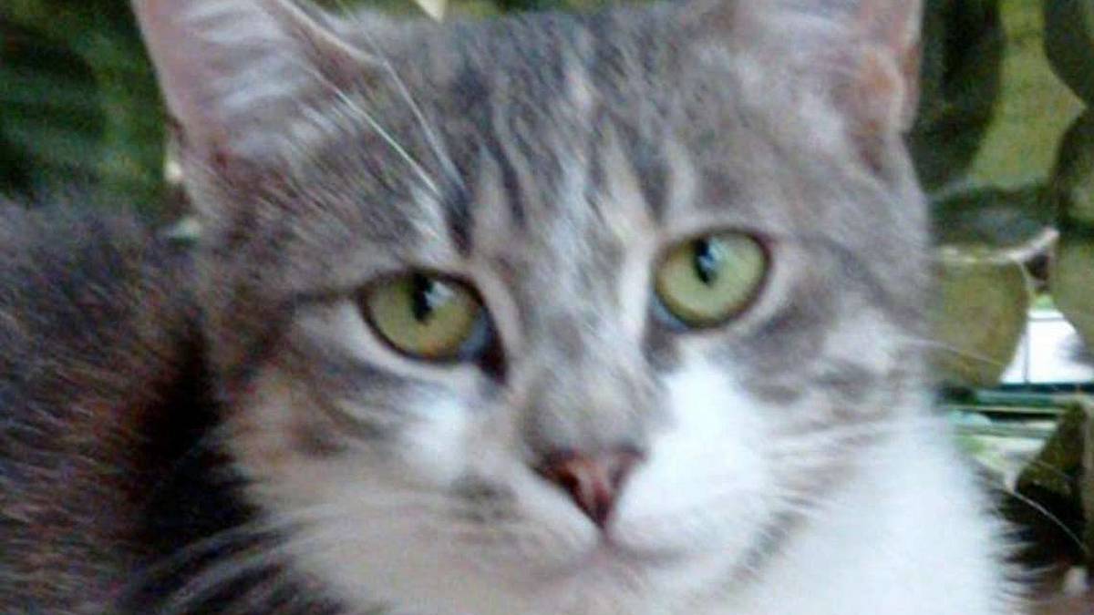 Lulù, la micia salvata che ora nessuno vuole