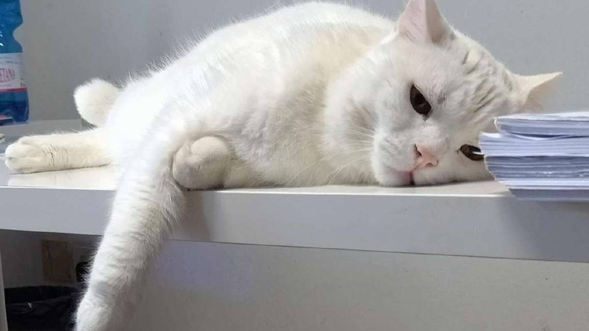 Il Comune di Rimini: Gattile vicino al Marecchia