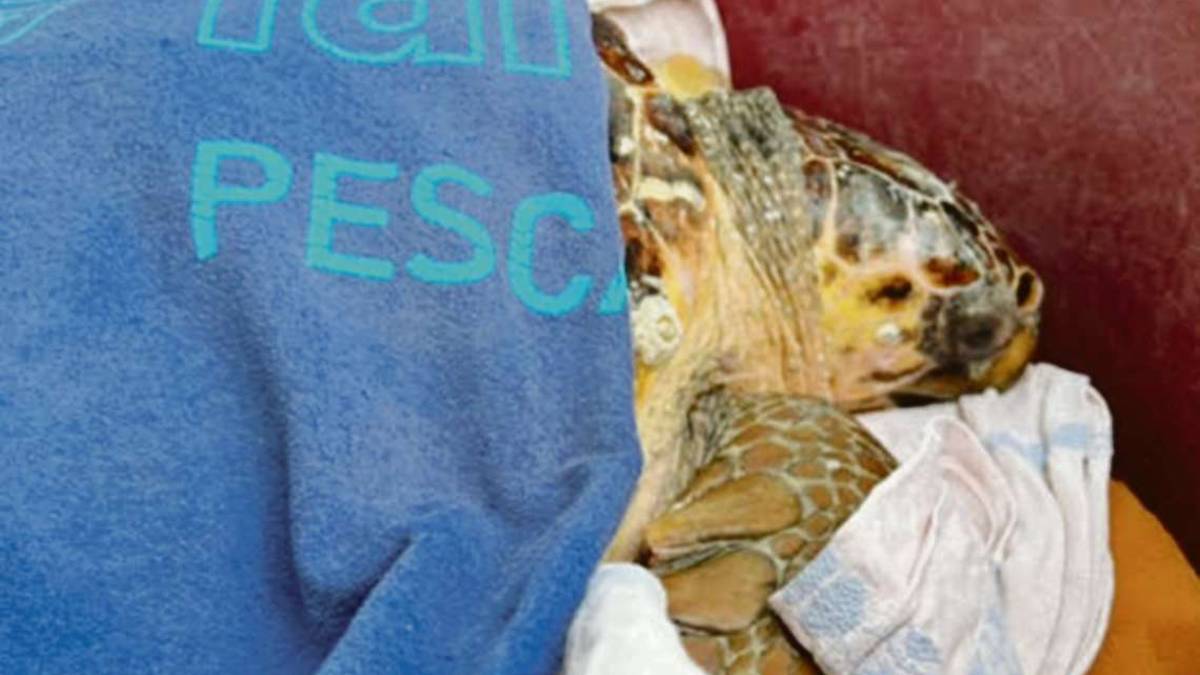 Cesenatico. salvate due tartarughe davanti agli alunni