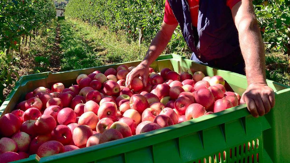 Imola, non abbiamo il green pass: le aziende agricole restano senza braccianti