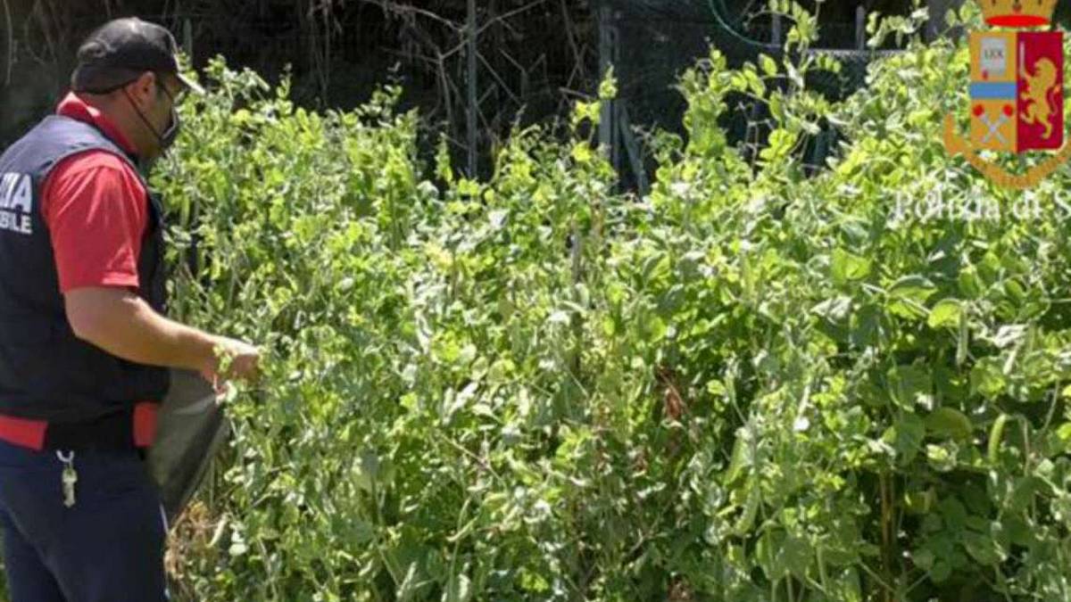 Forlì, una piantagione di oppio in città: cinese denunciato