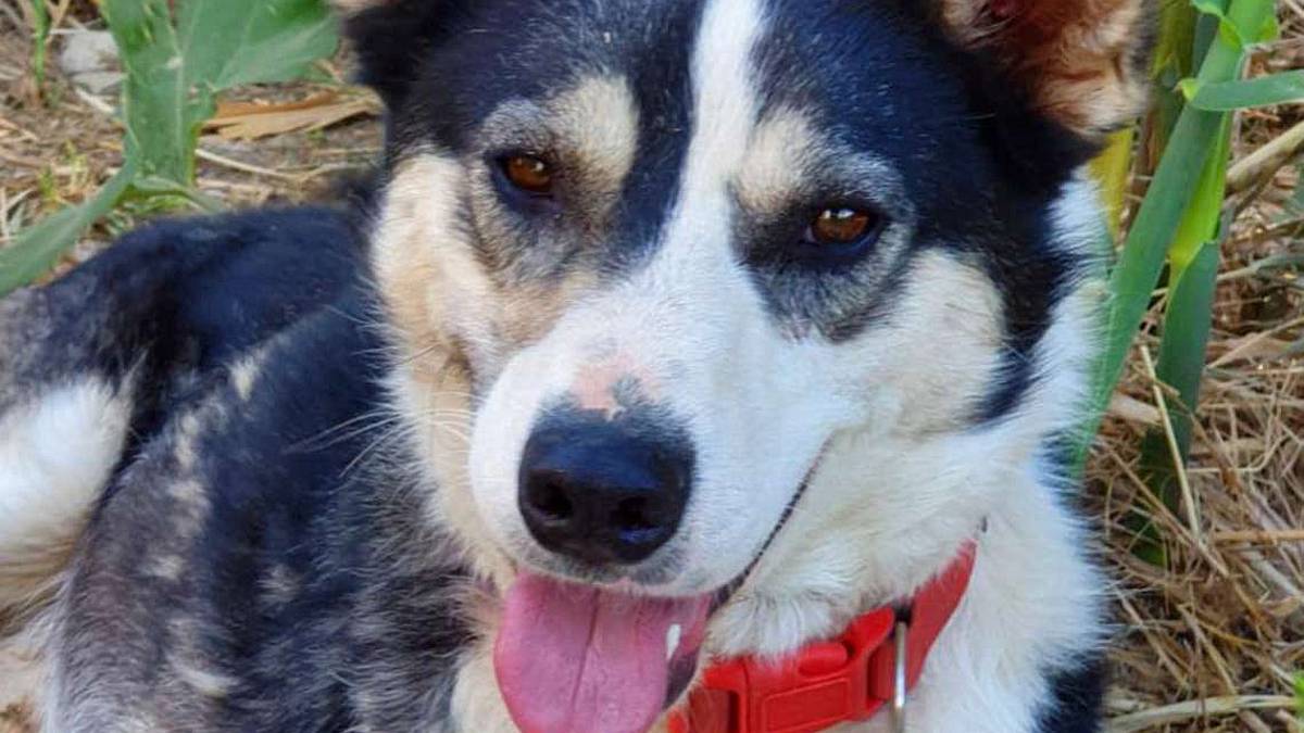 Ory, il cane che ride. Mat, bontà ed energia