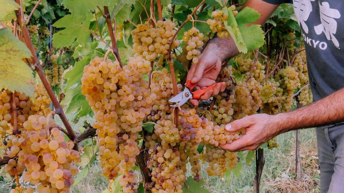 La Terra Madre del vino in fiera a Bologna