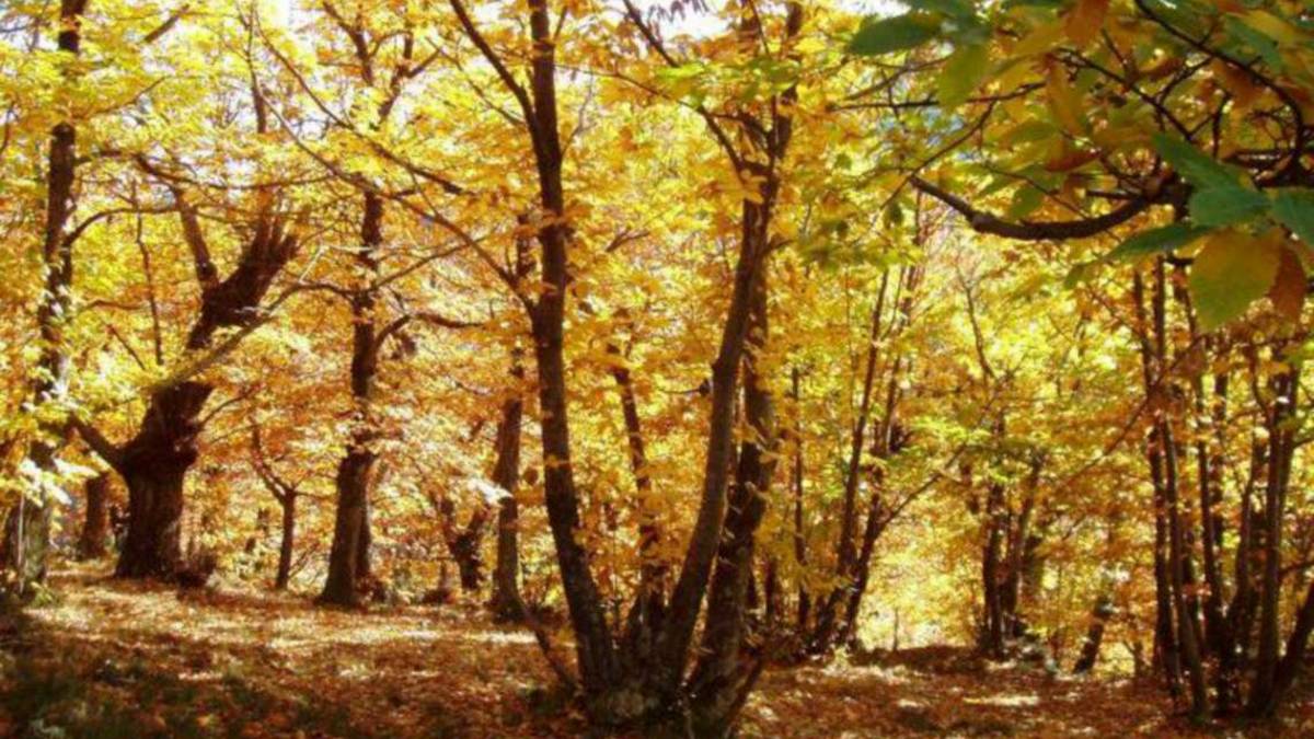 Imola, un'annata molto positiva per le castagne