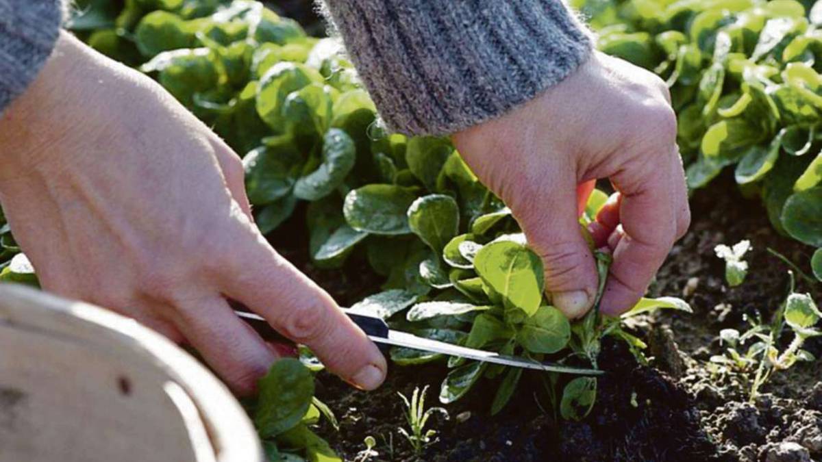 Valerianella, come avere insalata fresca con una semina a scalare