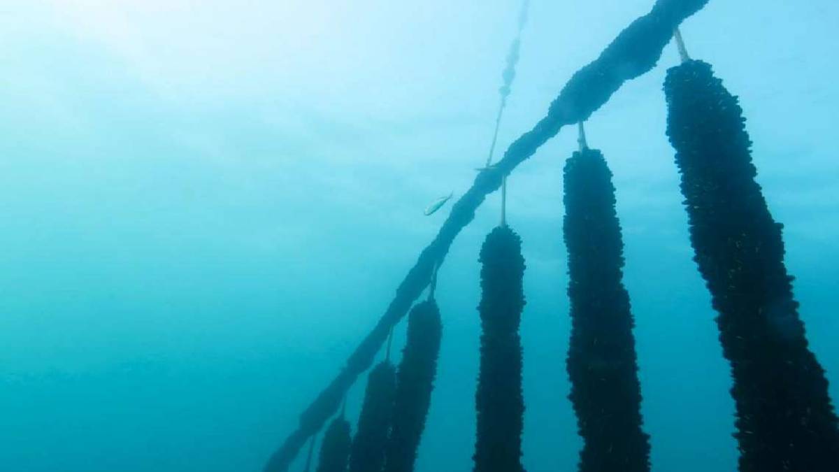 La cozza romagnola e la sfida della qualità