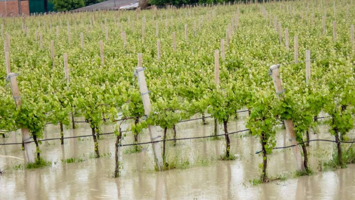 Imola, il Comune triplica gli sforzi in aiuto alle imprese agricole