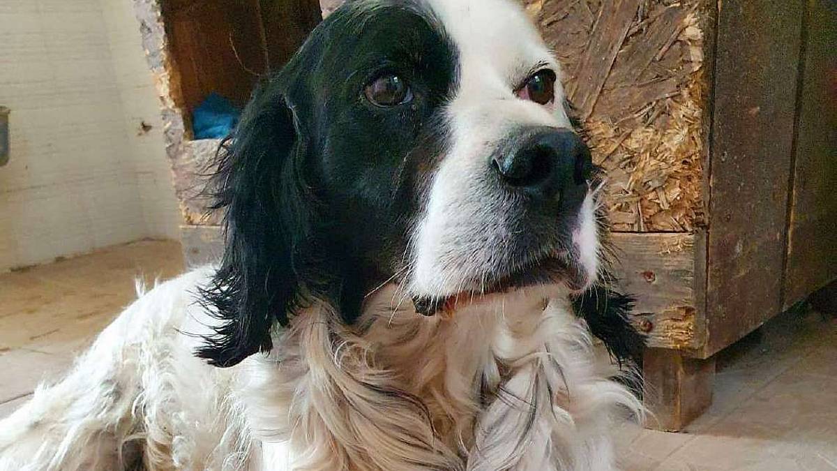 Nik recuperato in strada un cane speciale e sensibile