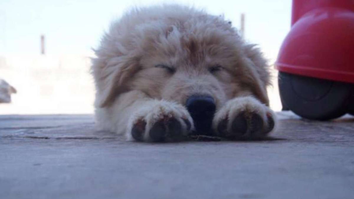 Ravenna. I Servizi gli danno la casa ma deve lasciare la cagnolina di 18 anni