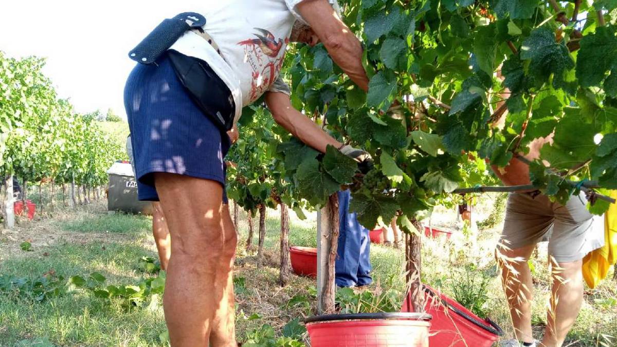 Vendemmia, serve la pioggia. La resa sarà bassa