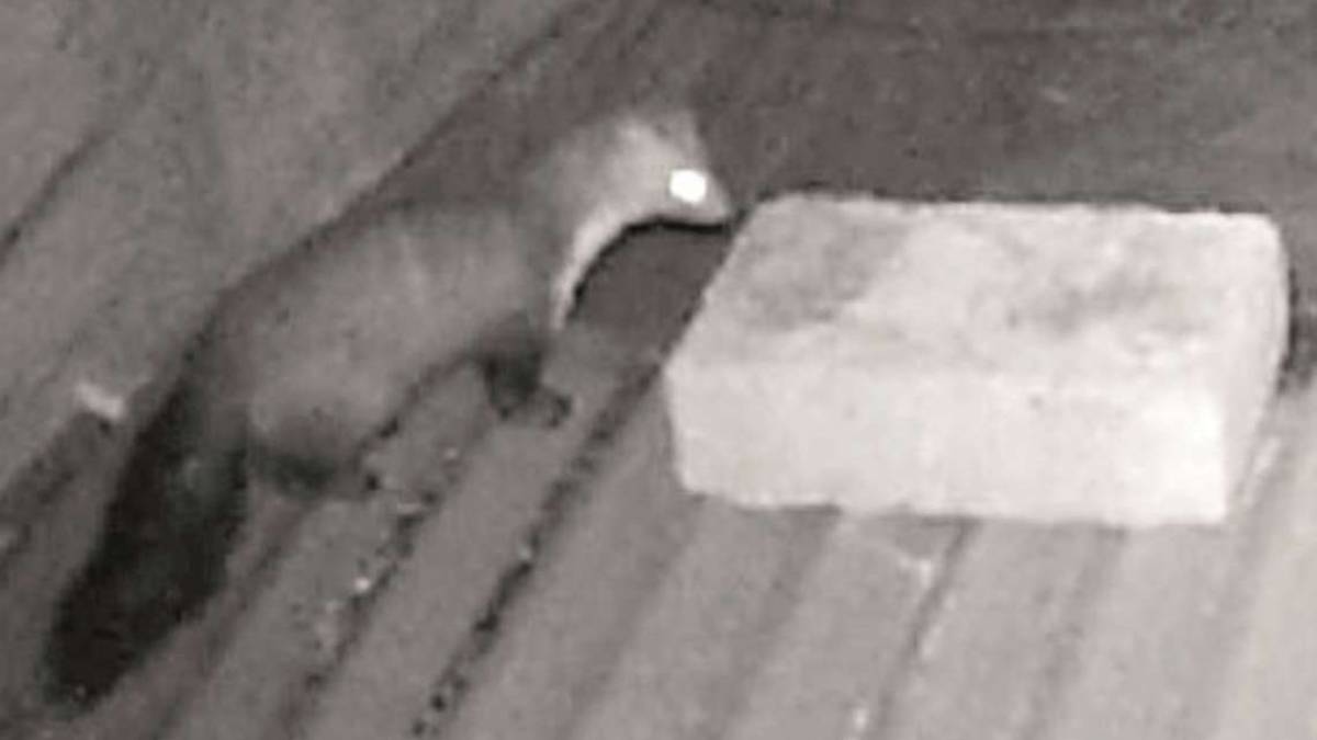 Sogliano, uno zoo senza gabbie: casa circondata da animali